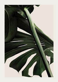 Närbild av gröna monstera-blad mot ljus beige bakgrund-3