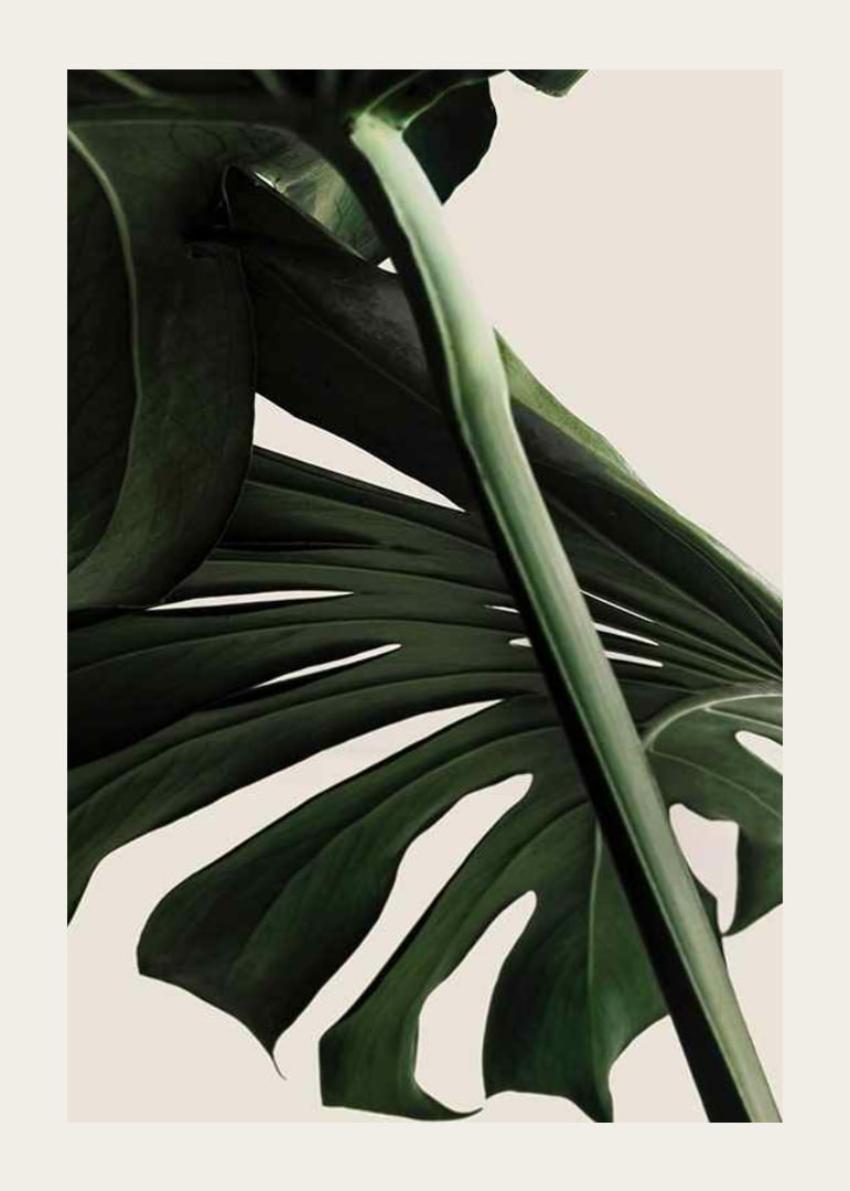 Närbild av gröna monstera-blad mot ljus beige bakgrund-12