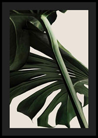 Närbild av gröna monstera-blad mot ljus beige bakgrund-4