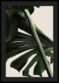 Primo piano delle foglie verdi di monstera su sfondo beige chiaro-4