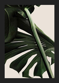 Närbild av gröna monstera-blad mot ljus beige bakgrund-5