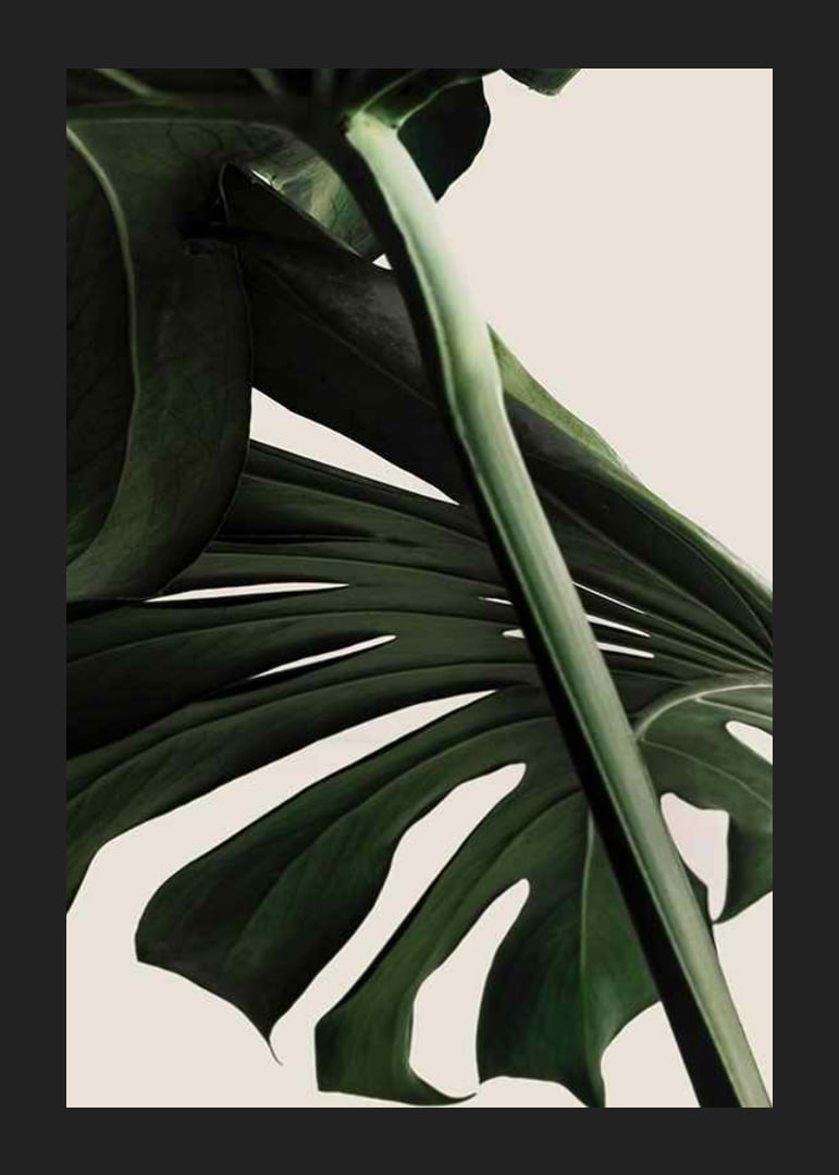 Närbild av gröna monstera-blad mot ljus beige bakgrund-12