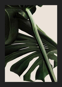 Primo piano delle foglie verdi di monstera su sfondo beige chiaro-5