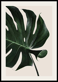 Photographic close-up of green monstera leaf against beige background-2