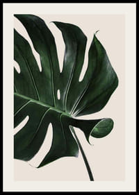 Prim-plan fotografic al unei frunze verzi de monstera pe un fundal bej-2