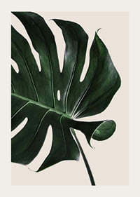 Photographic close-up of green monstera leaf against beige background-3