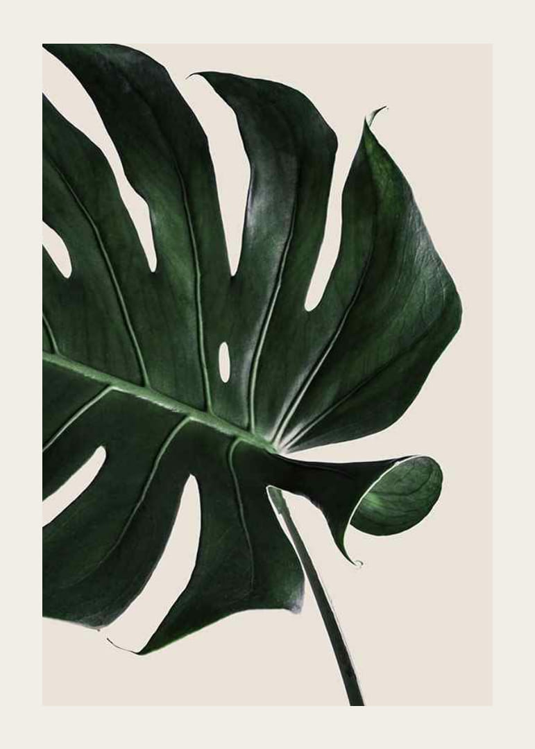 Prim-plan fotografic al unei frunze verzi de monstera pe un fundal bej-12