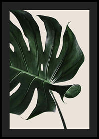 Photographic close-up of green monstera leaf against beige background-4