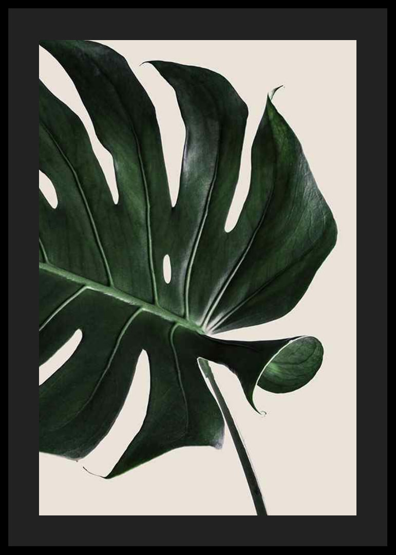 Photographic close-up of green monstera leaf against beige background-12