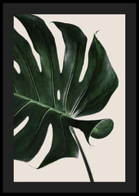 Prim-plan fotografic al unei frunze verzi de monstera pe un fundal bej-4