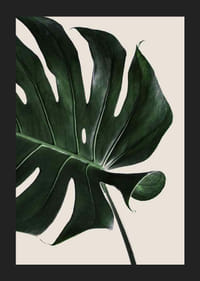 Prim-plan fotografic al unei frunze verzi de monstera pe un fundal bej-5
