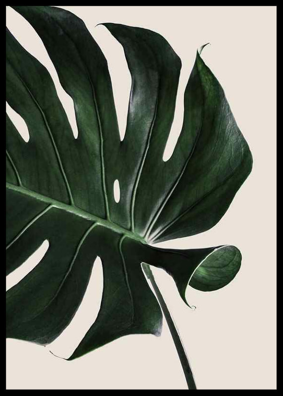 Photographic close-up of green monstera leaf against beige background-12