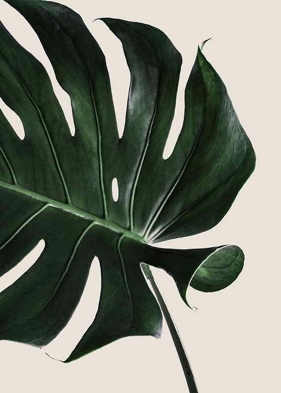 Photographic close-up of green monstera leaf against beige background-12