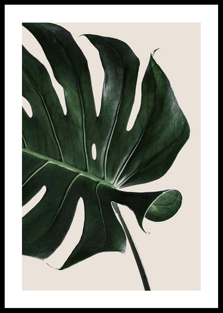 Photographic close-up of green monstera leaf against beige background-12