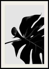 Primer plano en blanco y negro de hojas de monstera sobre fondo claro-2