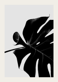 Primer plano en blanco y negro de hojas de monstera sobre fondo claro-3