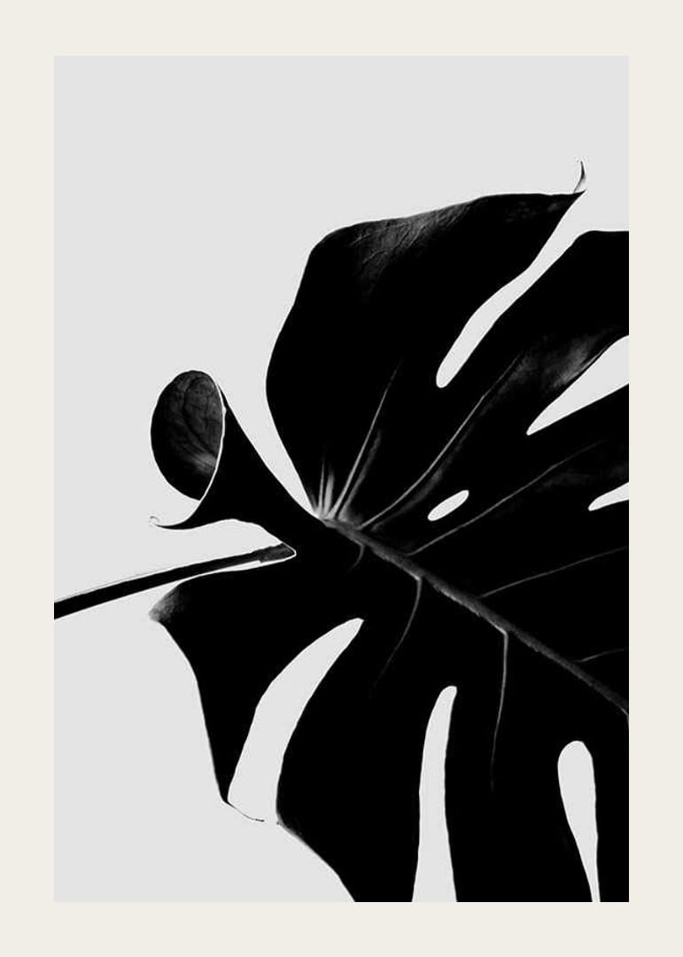 Primer plano en blanco y negro de hojas de monstera sobre fondo claro-12