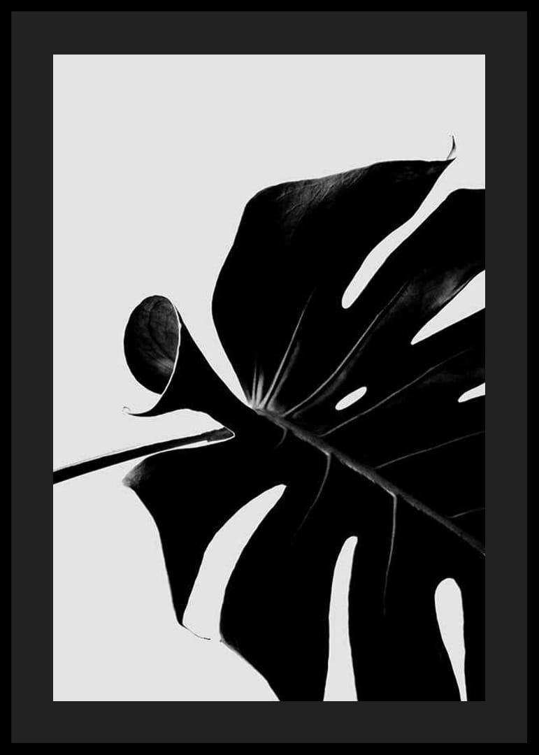 Primer plano en blanco y negro de hojas de monstera sobre fondo claro-12