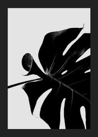 Primer plano en blanco y negro de hojas de monstera sobre fondo claro-5