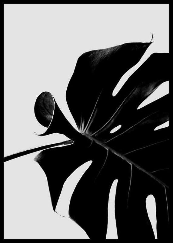 Monstera Black-12