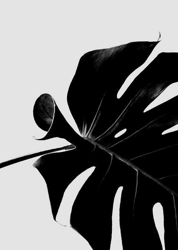 Monstera Black-12