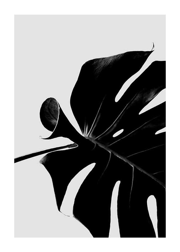 Plakāts Monstera Black