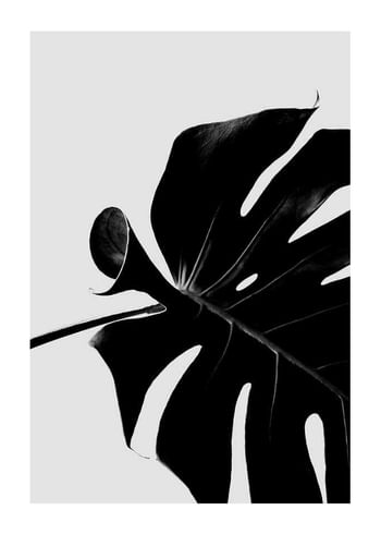 Poster Monstera Black