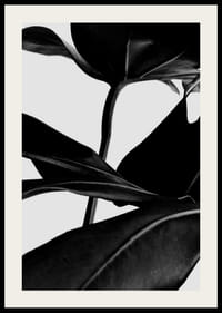 Foglie di ficus in bianco e nero in primo piano su sfondo chiaro-2