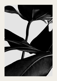 Svartvita ficusblad i närbild mot ljus bakgrund-3
