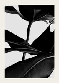 Foglie di ficus in bianco e nero in primo piano su sfondo chiaro-3