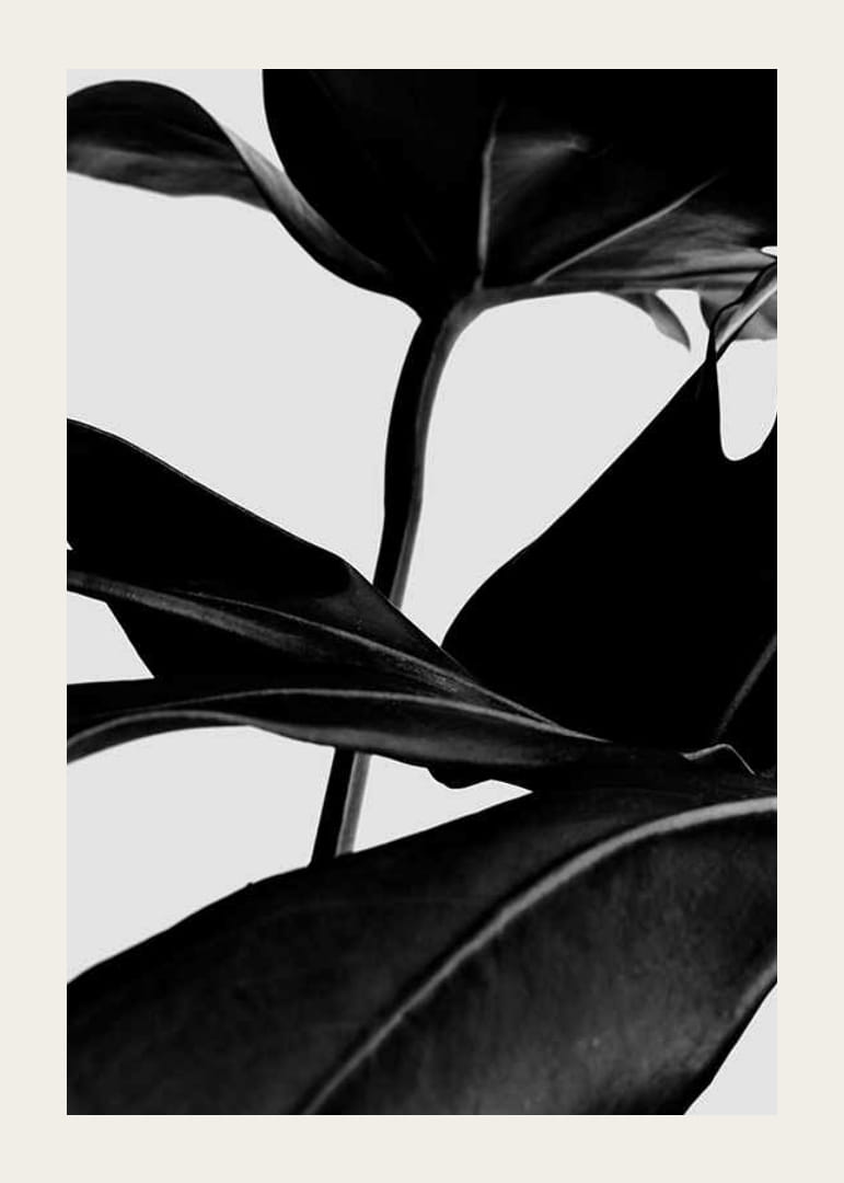 Foglie di ficus in bianco e nero in primo piano su sfondo chiaro-12