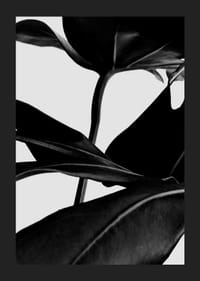 Foglie di ficus in bianco e nero in primo piano su sfondo chiaro-5