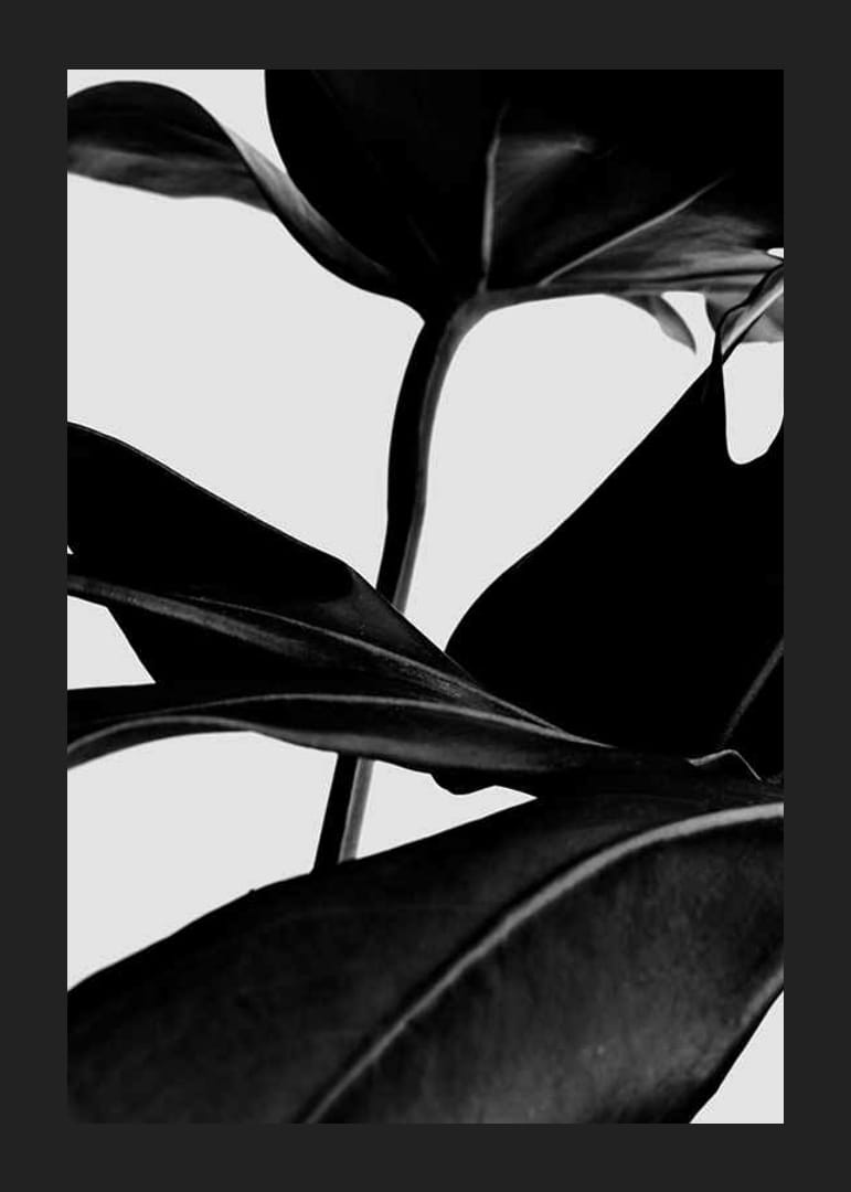 Foglie di ficus in bianco e nero in primo piano su sfondo chiaro-12