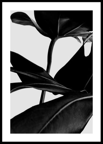 Poster Ficus Black