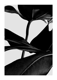 Svartvita ficusblad i närbild mot ljus bakgrund-1