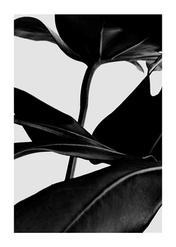 Poster Ficus Black
