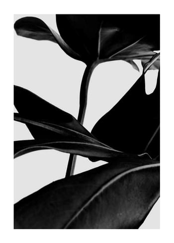 Poster Ficus Black