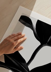 Svartvita ficusblad i närbild mot ljus bakgrund-9
