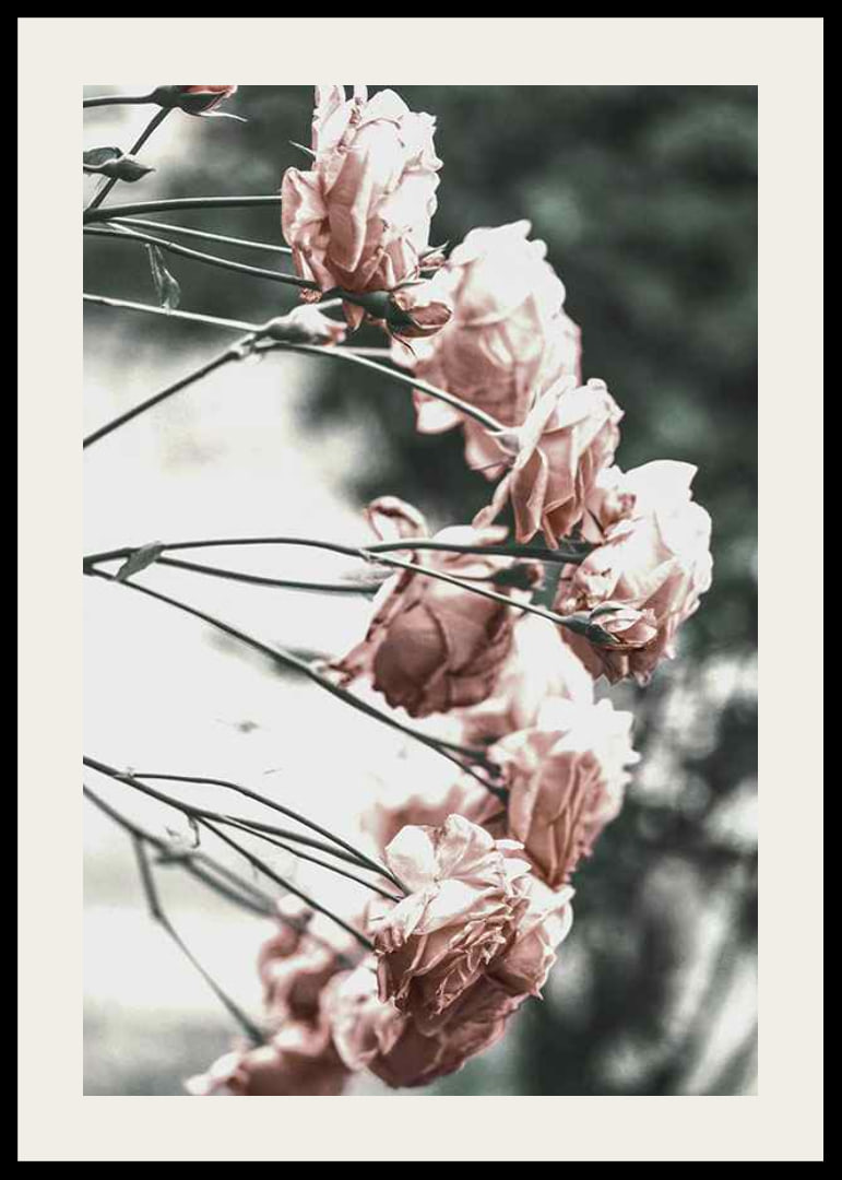 Photograph of light pink roses on thin branches, blurred background-12