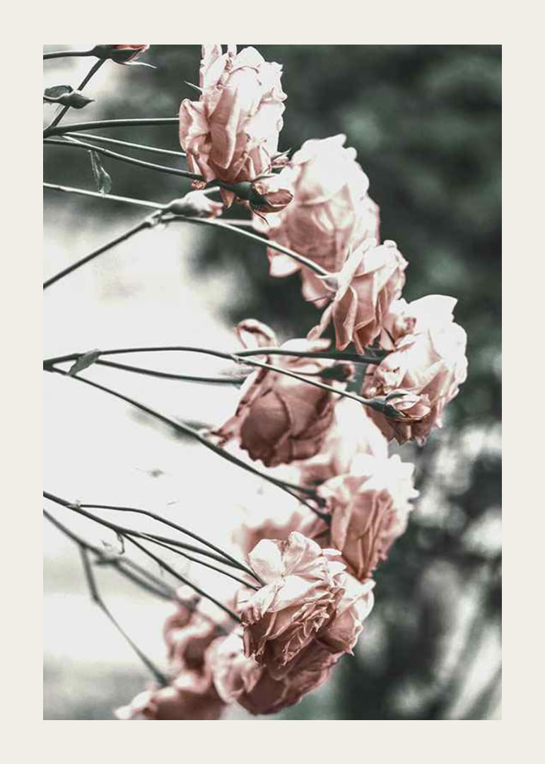 Photograph of light pink roses on thin branches, blurred background-12