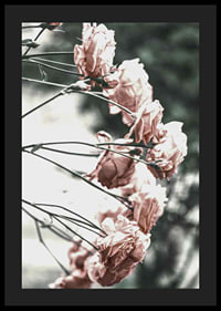 Photograph of light pink roses on thin branches, blurred background-4