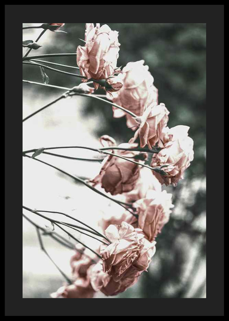 Photograph of light pink roses on thin branches, blurred background-12