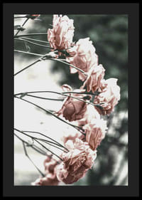 Foto van lichtroze rozen op dunne takken, onscherpe achtergrond-4