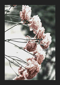 Photograph of light pink roses on thin branches, blurred background-5