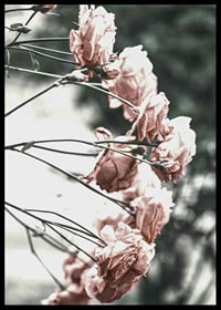 Photograph of light pink roses on thin branches, blurred background-6