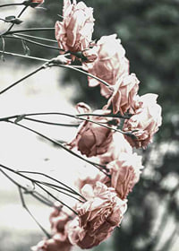 Photograph of light pink roses on thin branches, blurred background-7