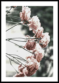 Photograph of light pink roses on thin branches, blurred background-0