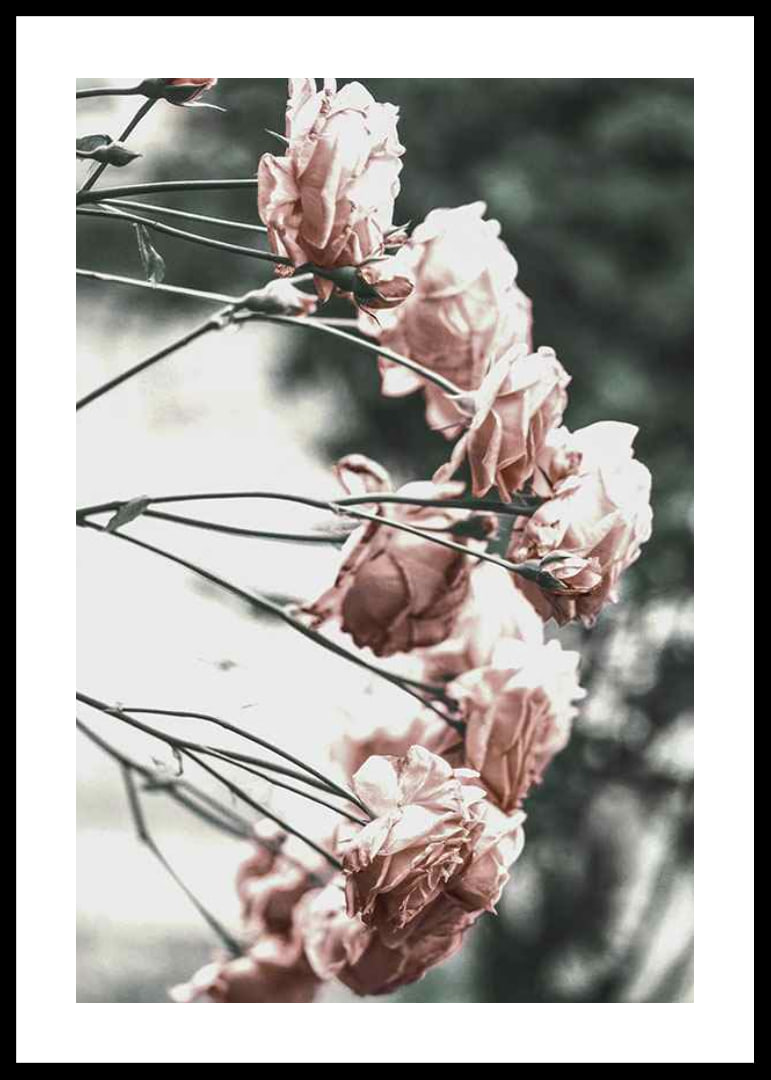 Photograph of light pink roses on thin branches, blurred background-12