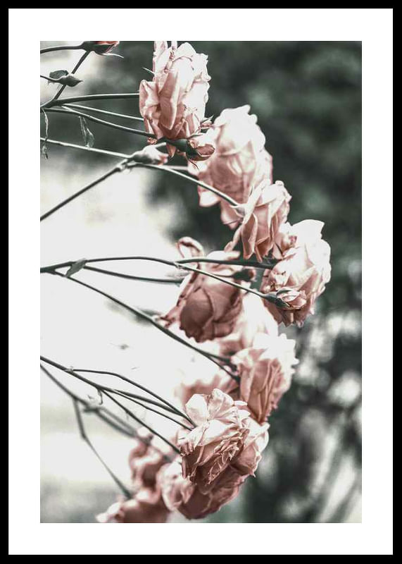 Rose Bush-12