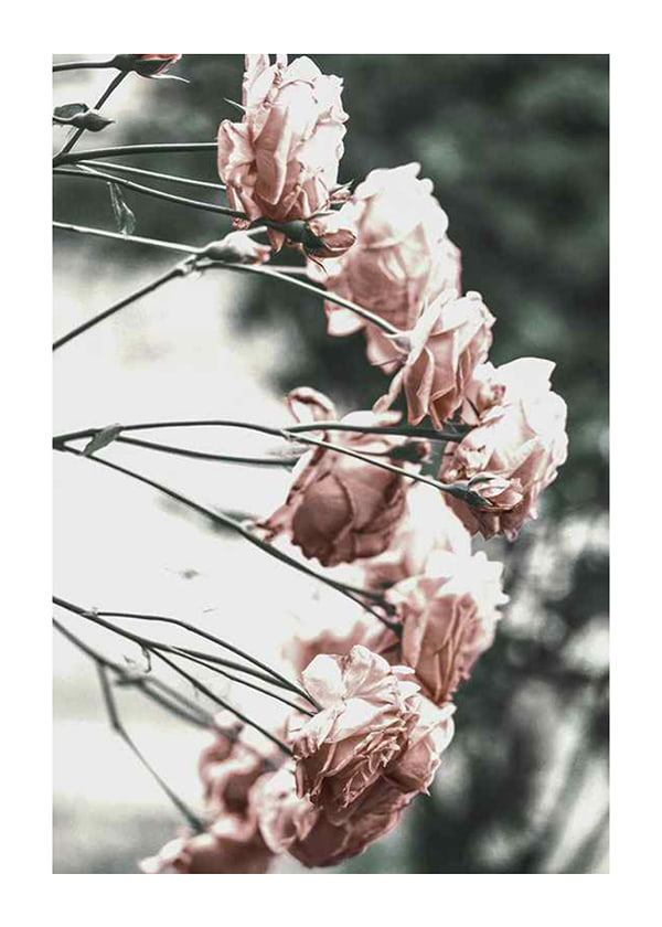 Plakāts Rose Bush